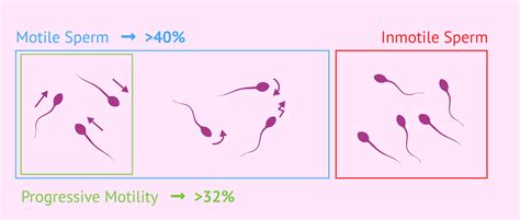 sperm motility range chart|Sperm Motility and Fertility .